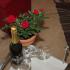 Apartmani Scepanovic, частни квартири в града Tivat, Черна Гора - Apartman 4