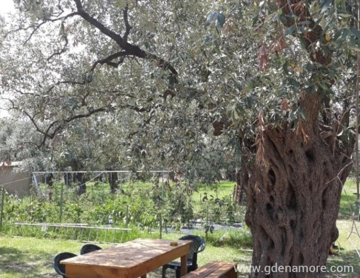 elaeda-villas-skala-prinos-thassos-15