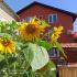Слънчогледите, Studio-Apartment Sunflowers, Privatunterkunft im Ort Pomorie, Bulgarien - IMG_20210722_101308