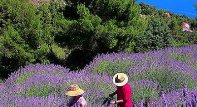 Апартаменти Мария Бодлович, частни квартири в града Hvar, Хърватия