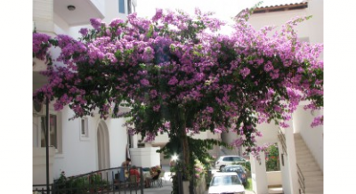 Bučuk apartmani, ενοικιαζόμενα δωμάτια στο μέρος Bečići, Montenegro