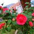 Cattaroom Apartments, private accommodation in city Donji Stoliv, Montenegro