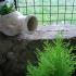 Guest House Igalo, private accommodation in city Igalo, Montenegro - Dvoriste / Yard