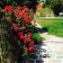 Kiani Akti, private accommodation in city Neos Marmaras, Greece