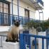 Studios Rudi, logement privé à Sarti, Gr&egrave;ce