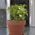 Thalassa Rooms, private accommodation in city Thassos, Greece - thalassa-rooms-skala-potamia-apartment-6-7