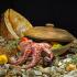 Apartmani Vino Santo, privatni smeštaj u mestu Radovići, Crna Gora - DRAGAN2225octopus-in-plate