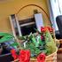 APARTMANI &Scaron;O&Scaron;O, privatni smeštaj u mestu Prčanj, Crna Gora - DSC_0160