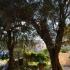 Villa Maslina, privat innkvartering i sted Budva, Montenegro - 40967642