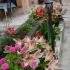Villa Maslina, privat innkvartering i sted Budva, Montenegro - 47499944