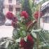 Guest house Gavrilovic, private accommodation in city Igalo, Montenegro - 20230705_111821