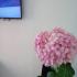 Апартаменти Тиват Попивода, , частни квартири в града Tivat, Черна Гора - 02D70197-FBC3-45B9-AD5E-F4864EF3B692