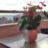 Apartmani Tomić, , Magán szállás a községben Rafailovići, Montenegró - IMG_20211123_144909