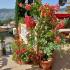 IZDAJEM APARTMAN U IGALU !!!, , private accommodation in city Igalo, Montenegro - viber_image_2023-09-05_16-52-45-726