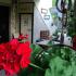 Guest House Igalo, Privatunterkunft im Ort Igalo, Montenegro - Dvoriste / Yard