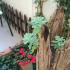 Guest House Igalo, Privatunterkunft im Ort Igalo, Montenegro - Dvoriste / Yard